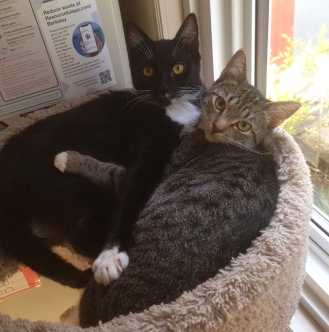 MJ and Tiny, an adoptable Domestic Short Hair in Berkeley, CA_image-6