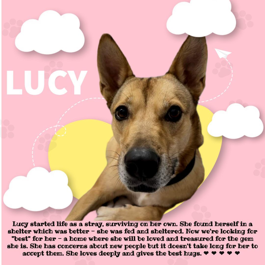 Lucy-SPONSORED ADOPTION FEE, an adoptable German Shepherd Dog in Hayward, WI, 54843 | Photo Image 2