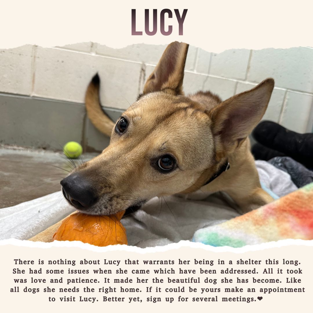 Lucy-SPONSORED ADOPTION FEE, an adoptable German Shepherd Dog in Hayward, WI, 54843 | Photo Image 3