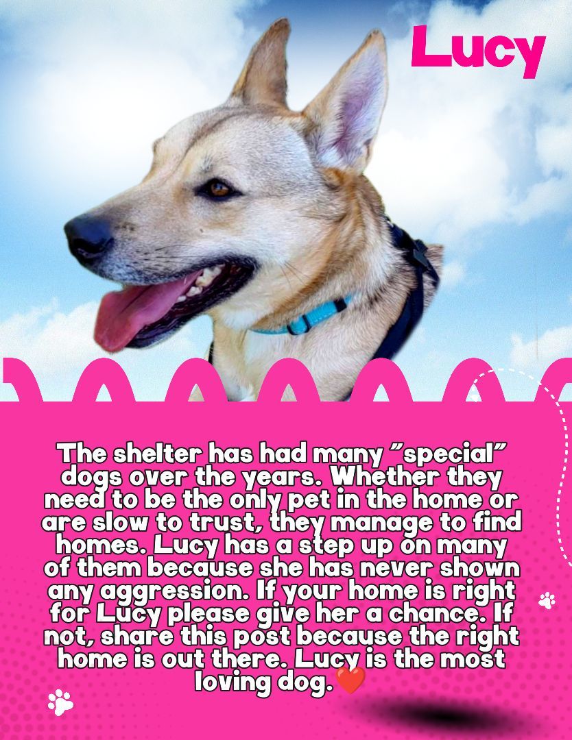 Lucy-SPONSORED ADOPTION FEE, an adoptable German Shepherd Dog in Hayward, WI, 54843 | Photo Image 5