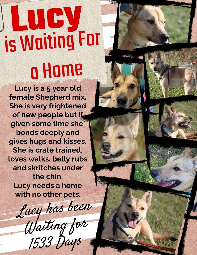 Lucy-SPONSORED ADOPTION FEE, an adoptable German Shepherd Dog in Hayward, WI, 54843 | Photo Image 6