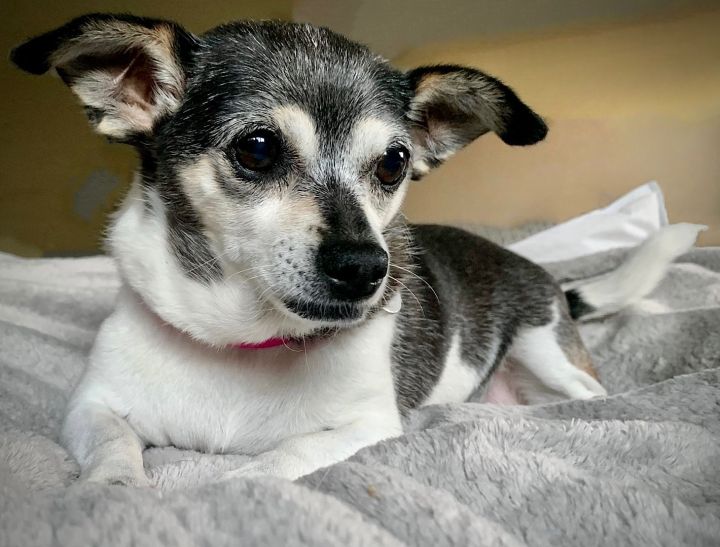 Jessi (VA), an adopted Rat Terrier Mix in Alexandria, VA_image-3