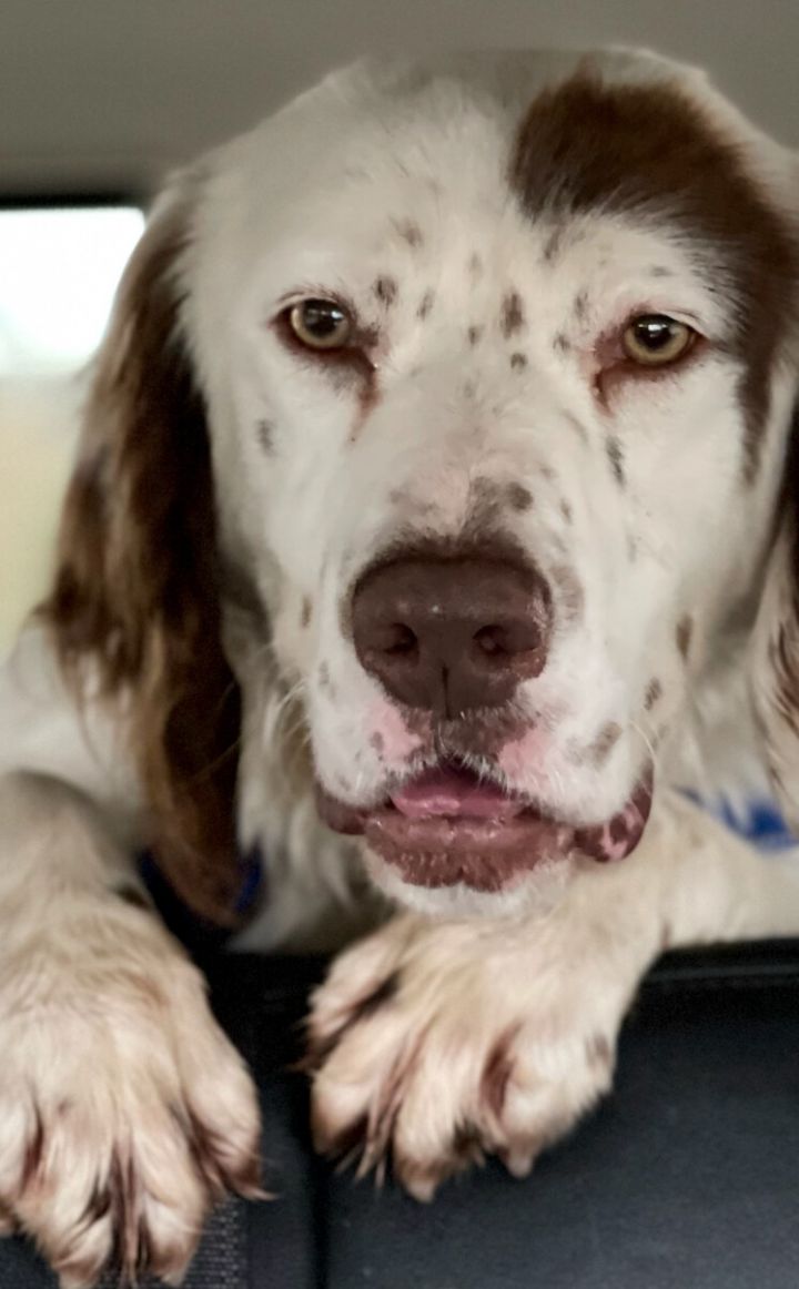 Dog For Adoption Lennox An English Springer Spaniel Welsh Springer Spaniel Mix In Billerica Ma Petfinder