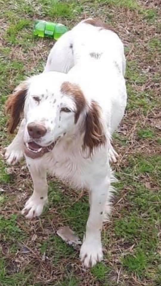 Dog For Adoption Lennox An English Springer Spaniel Welsh Springer Spaniel Mix In Billerica Ma Petfinder