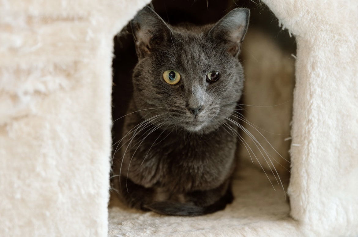 Alex, an adoptable Domestic Short Hair in Cuyahoga Falls, OH, 44222 | Photo Image 1