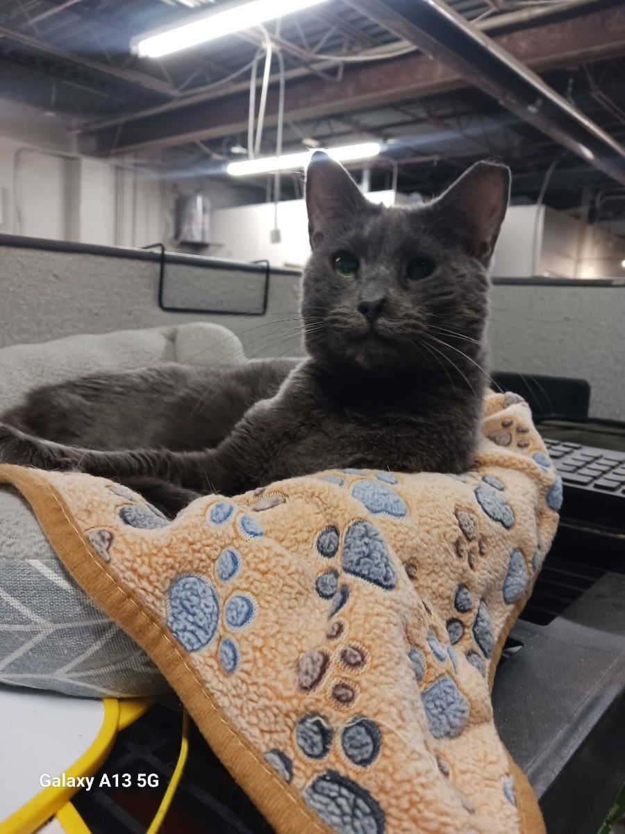 Alex, an adoptable Domestic Short Hair in Cuyahoga Falls, OH, 44222 | Photo Image 2