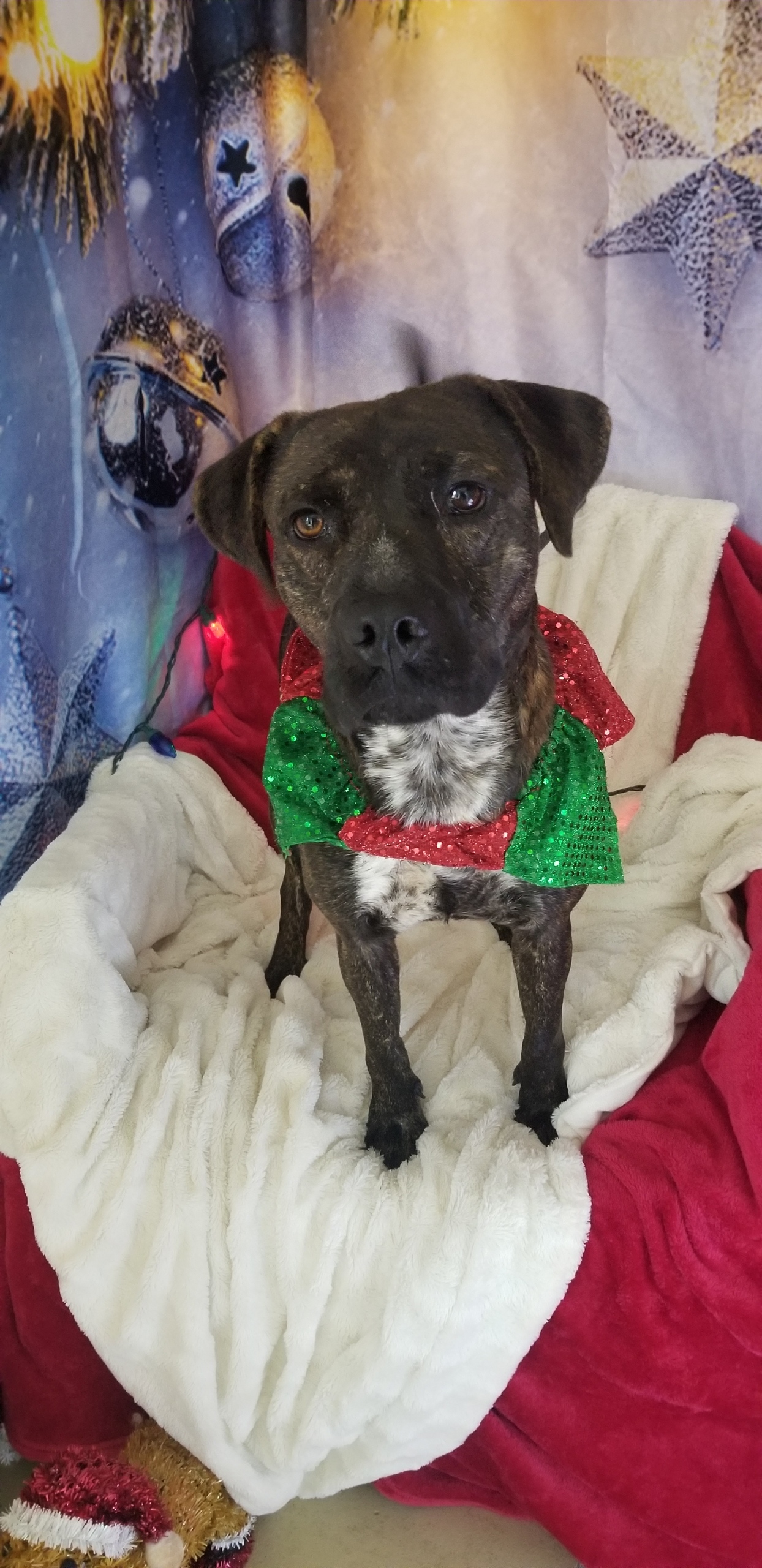 Barney, an adoptable Mountain Cur in Tullahoma, TN, 37388 | Photo Image 2