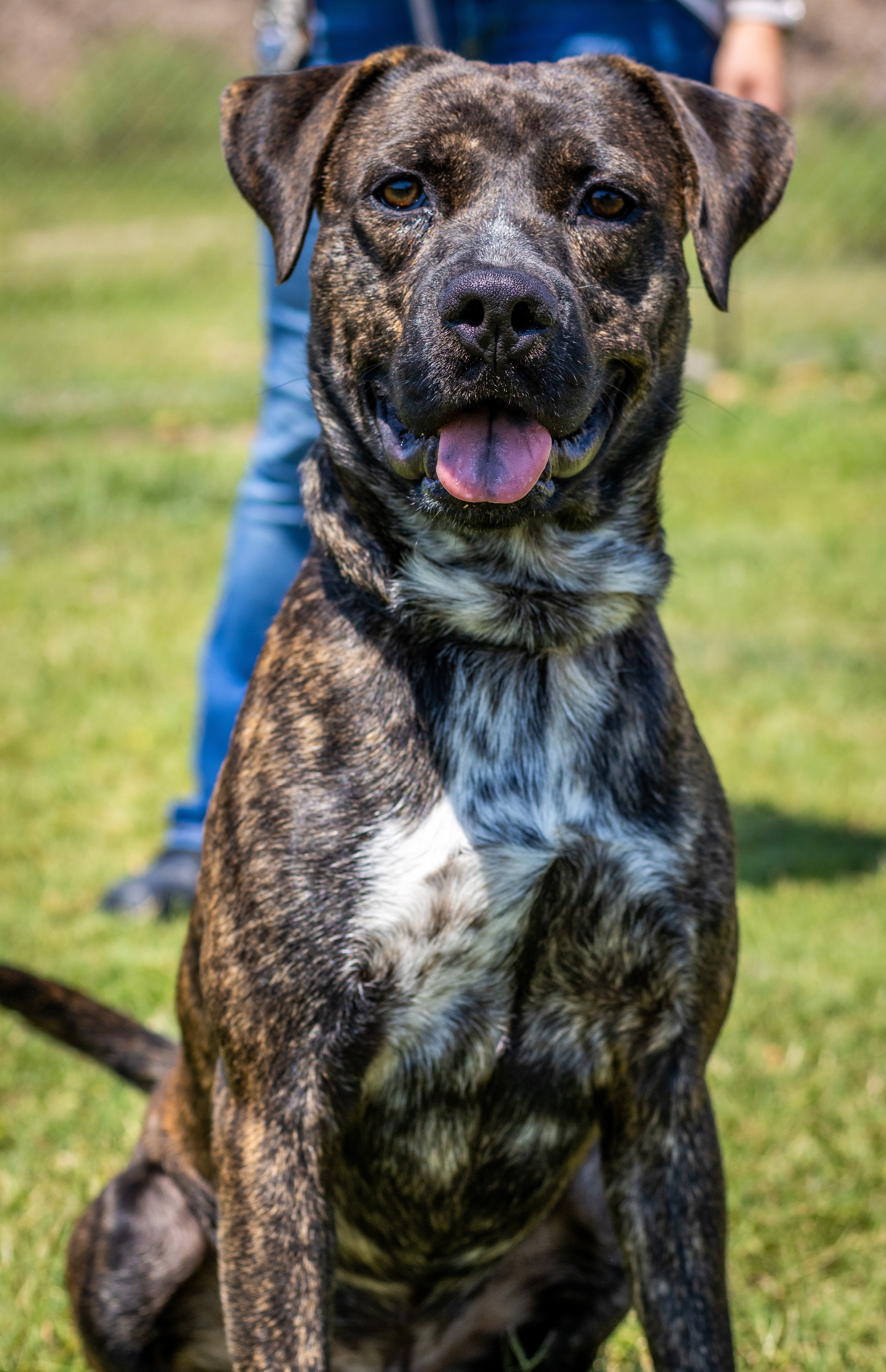 Barney, an adoptable Mountain Cur in Tullahoma, TN, 37388 | Photo Image 4