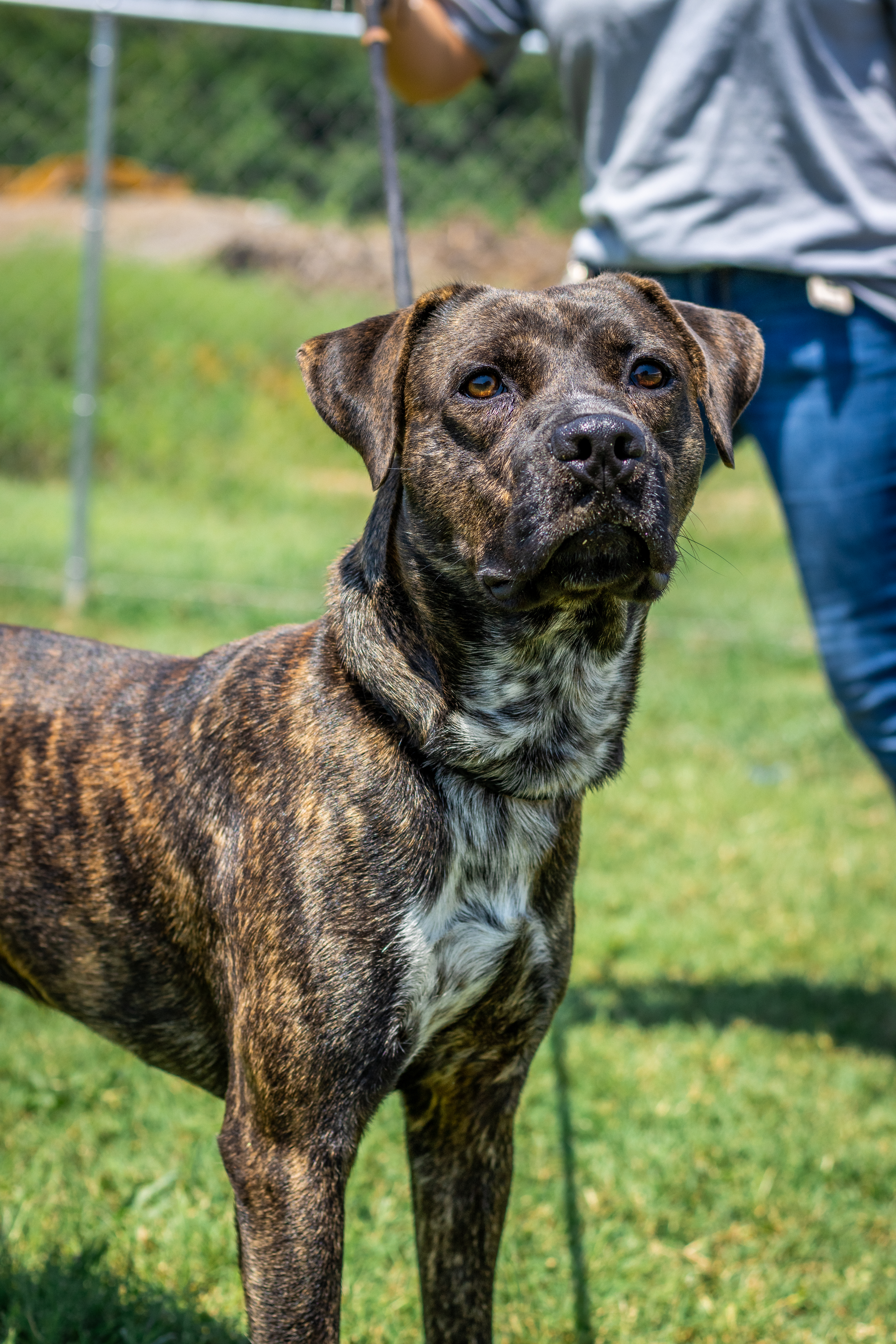 Barney, an adoptable Mountain Cur in Tullahoma, TN, 37388 | Photo Image 6