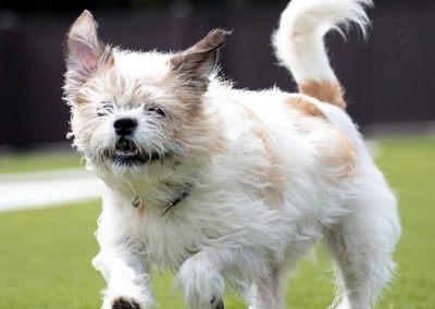 Jennifer, an adoptable Terrier in Mount Juliet, TN, 37122 | Photo Image 1