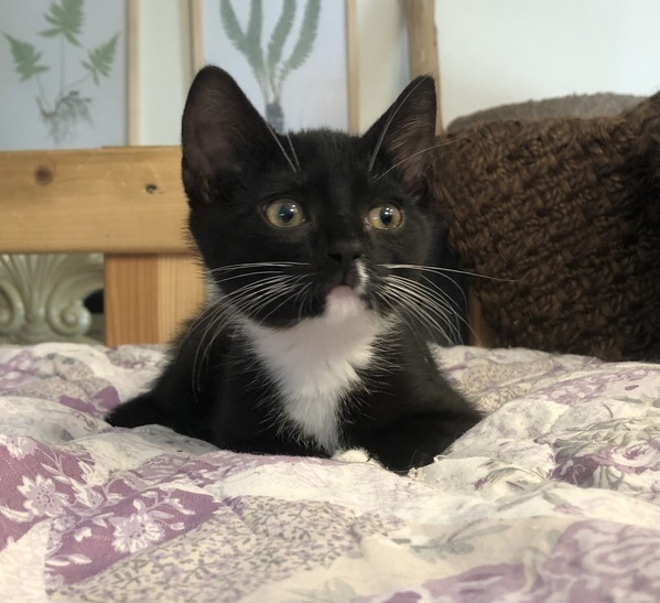 Cat for adoption - Boots, a Domestic Short Hair Mix in Staten Island
