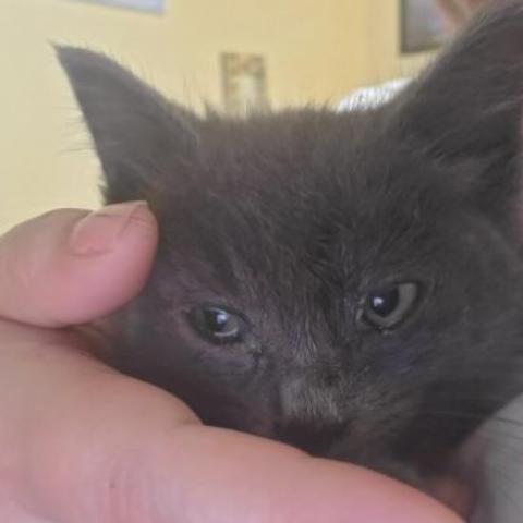 Peppercorn, an adoptable Domestic Short Hair in Los Angeles, CA, 90016 | Photo Image 1