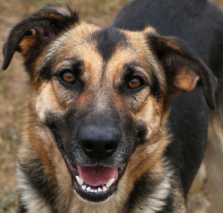 Sierra, an adopted German Shepherd Dog Mix in Charles Town, WV_image-1