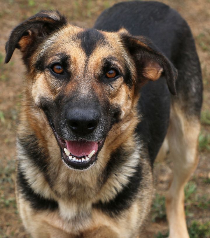 Sierra, an adopted German Shepherd Dog Mix in Charles Town, WV_image-2