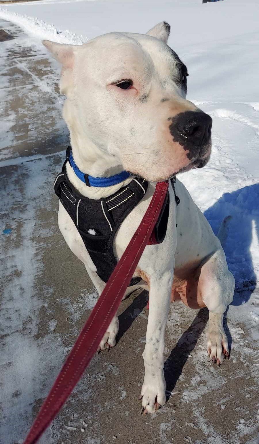 Romeo, an adoptable Dogo Argentino in Yoder, CO, 80864 | Photo Image 2
