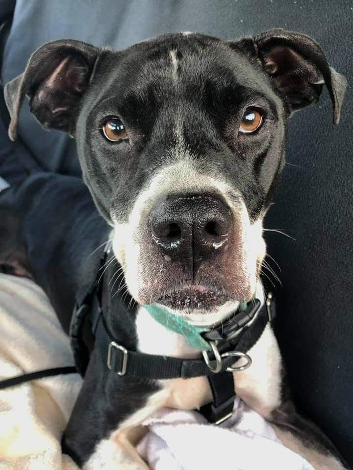 Lana, an adoptable Pit Bull Terrier in Blacklick, OH, 43004 | Photo Image 1