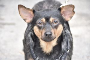 Peter (TX2) Chihuahua Dog