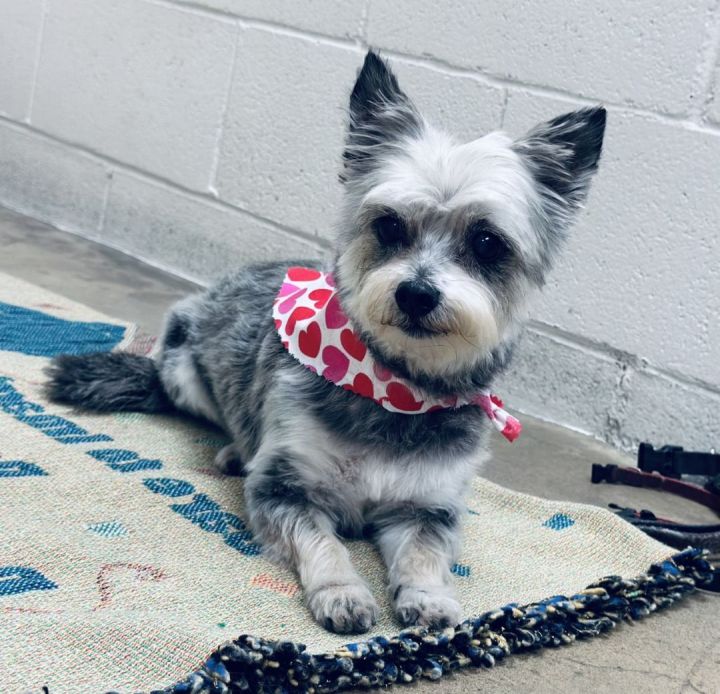 Marbella , an adopted Yorkshire Terrier & Silky Terrier Mix in Los Alamitos, CA_image-1