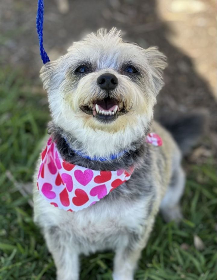 Marbella , an adopted Yorkshire Terrier & Silky Terrier Mix in Los Alamitos, CA_image-4