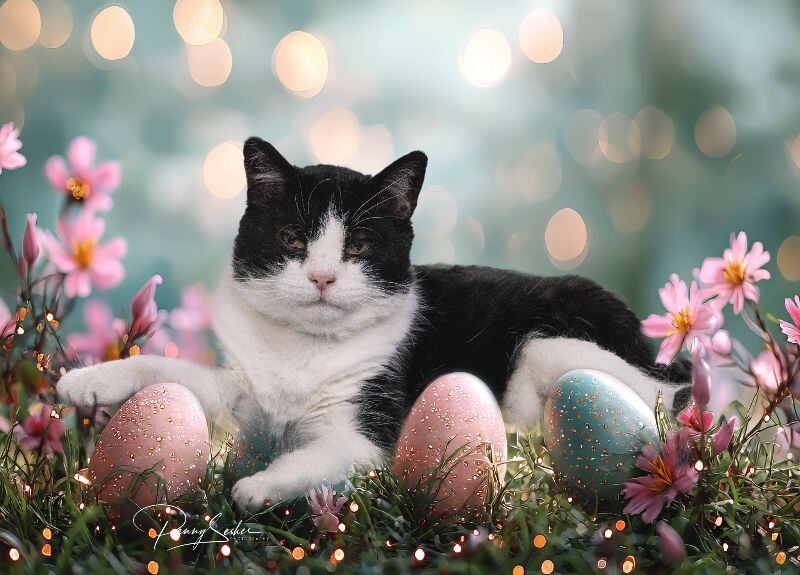 Nolan, an adoptable Tuxedo in Belton, MO, 64012 | Photo Image 1