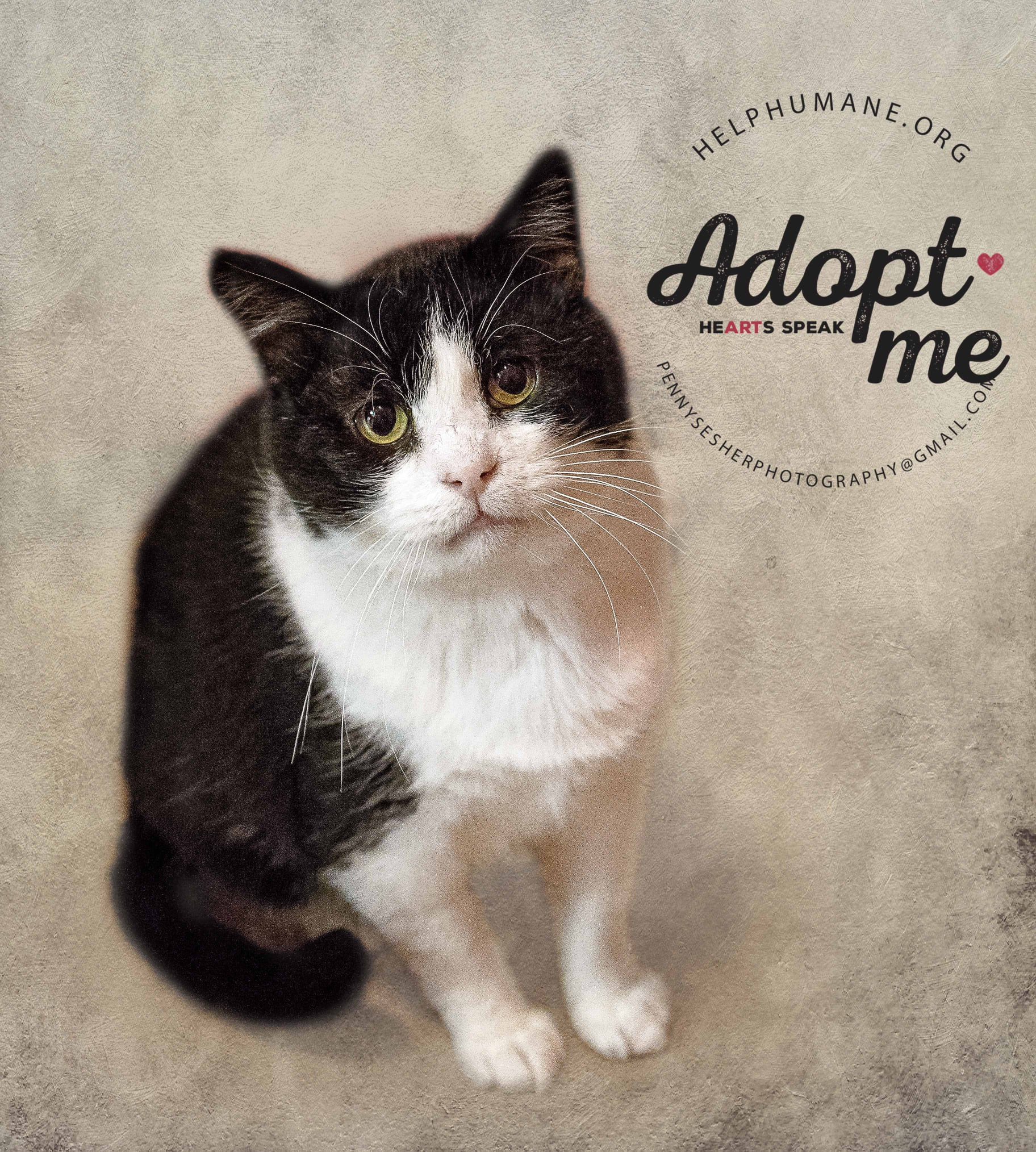 Nolan, an adoptable Tuxedo in Belton, MO, 64012 | Photo Image 2