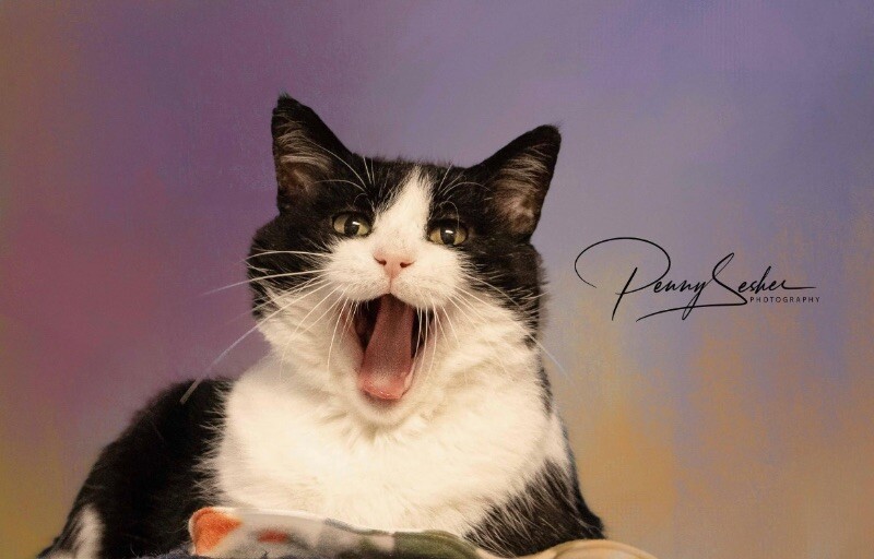 Nolan, an adoptable Tuxedo in Belton, MO, 64012 | Photo Image 2
