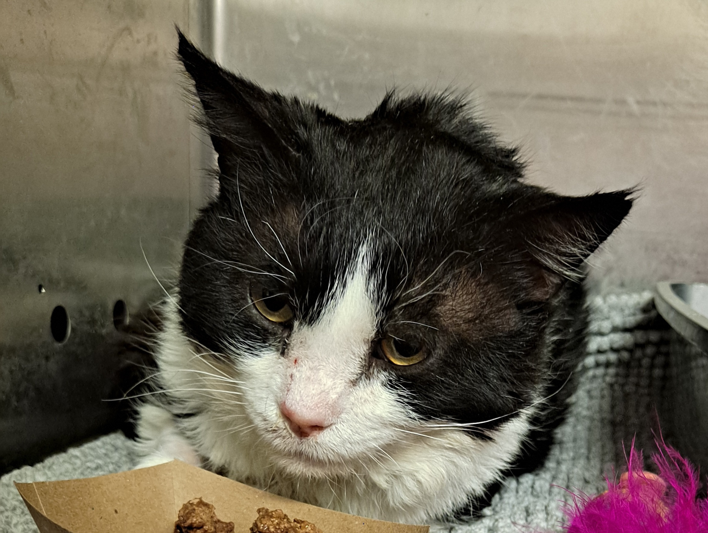 Nolan, an adoptable Tuxedo in Belton, MO, 64012 | Photo Image 4