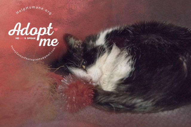Nolan, an adoptable Tuxedo in Belton, MO, 64012 | Photo Image 4