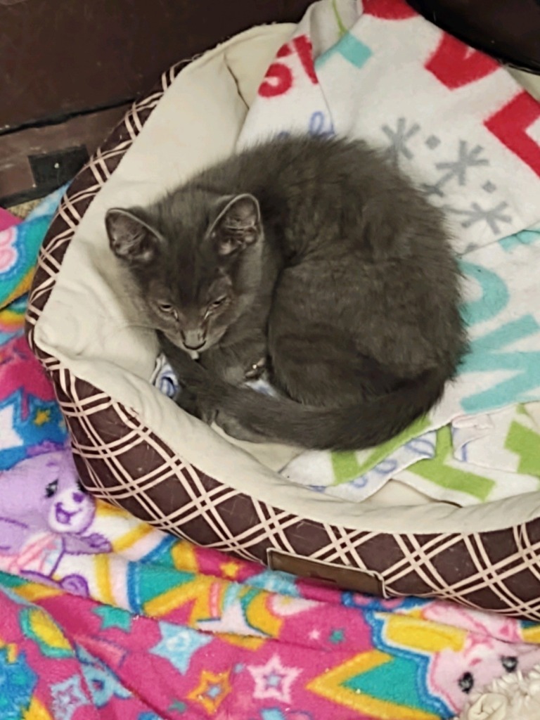 Bosley, an adoptable Domestic Short Hair in Algona, IA, 50511 | Photo Image 3