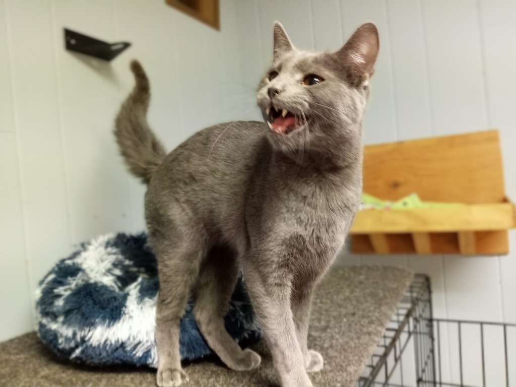 Bosley, an adoptable Domestic Short Hair in Algona, IA, 50511 | Photo Image 5