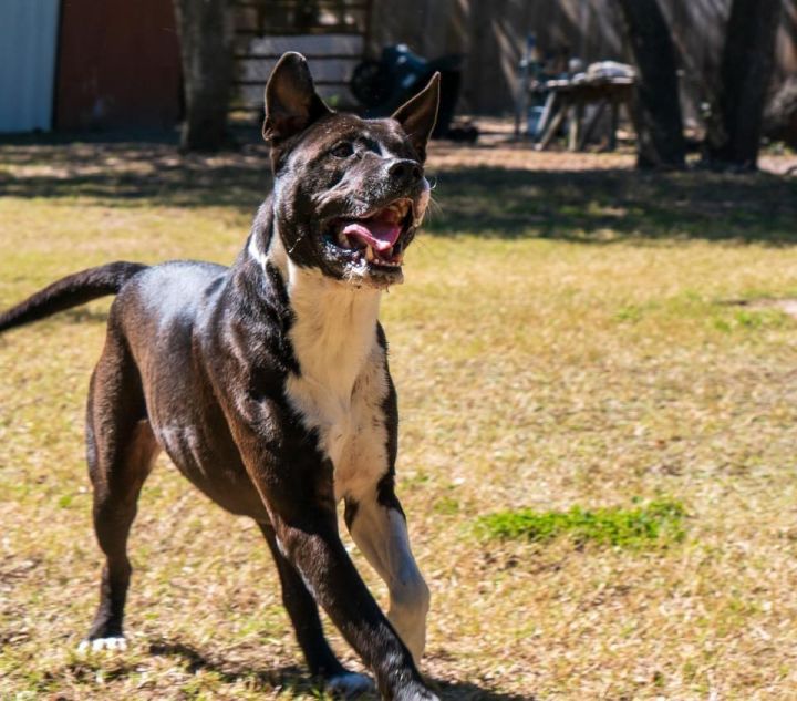 Galloway, an adoptable Labrador Retriever & American Staffordshire Terrier Mix in Fulton, TX_image-1