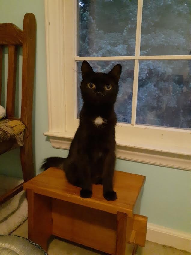 Stella Bella, an adoptable Domestic Long Hair in Pittsboro, NC, 27312 | Photo Image 1