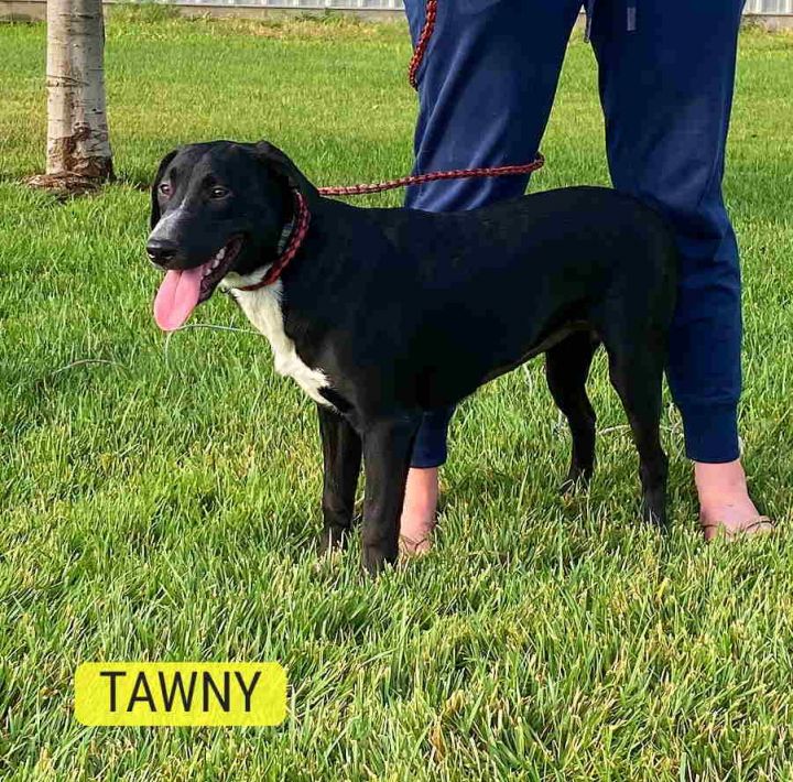 Tawny 2