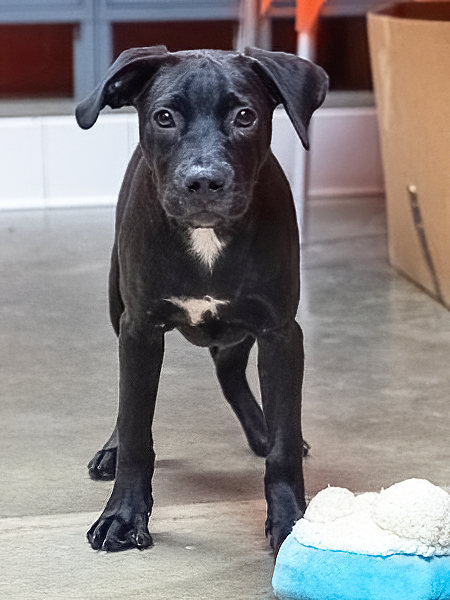 Ted, an adopted Labrador Retriever Mix in Onley, VA_image-2