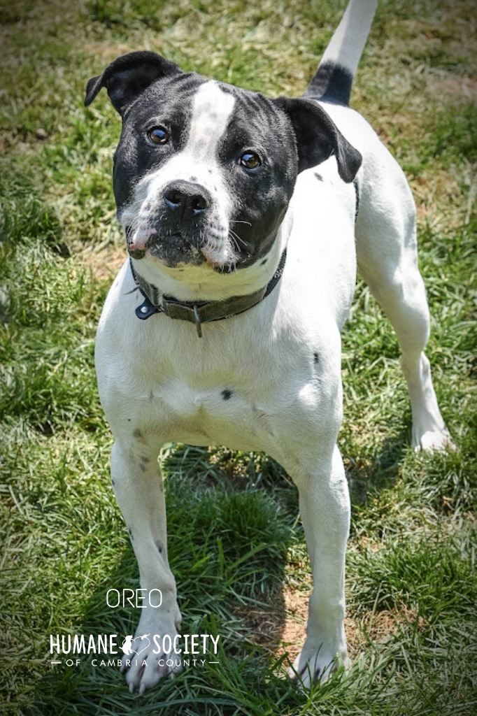 Oreo, an adoptable Pit Bull Terrier & Labrador Retriever Mix in Johnstown, PA_image-2