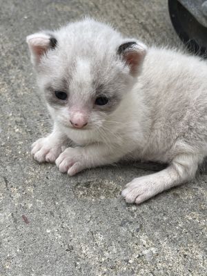Cappuccino is a cute kitten that is super friendly but is really attached to his