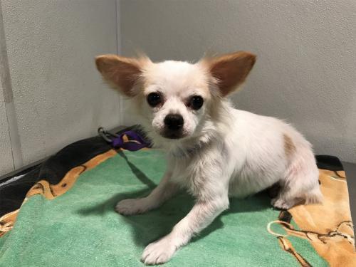 I1353782, an adoptable Chihuahua in Pomona, CA, 91766 | Photo Image 1