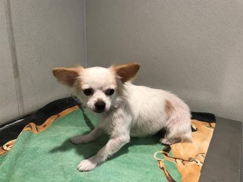 I1353782, an adoptable Chihuahua in Pomona, CA, 91766 | Photo Image 2