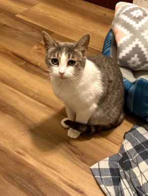 MORTICIA MunchkinDSH  Age 2 years Female Spayed  Accepting Applications for Adoption Hi My name