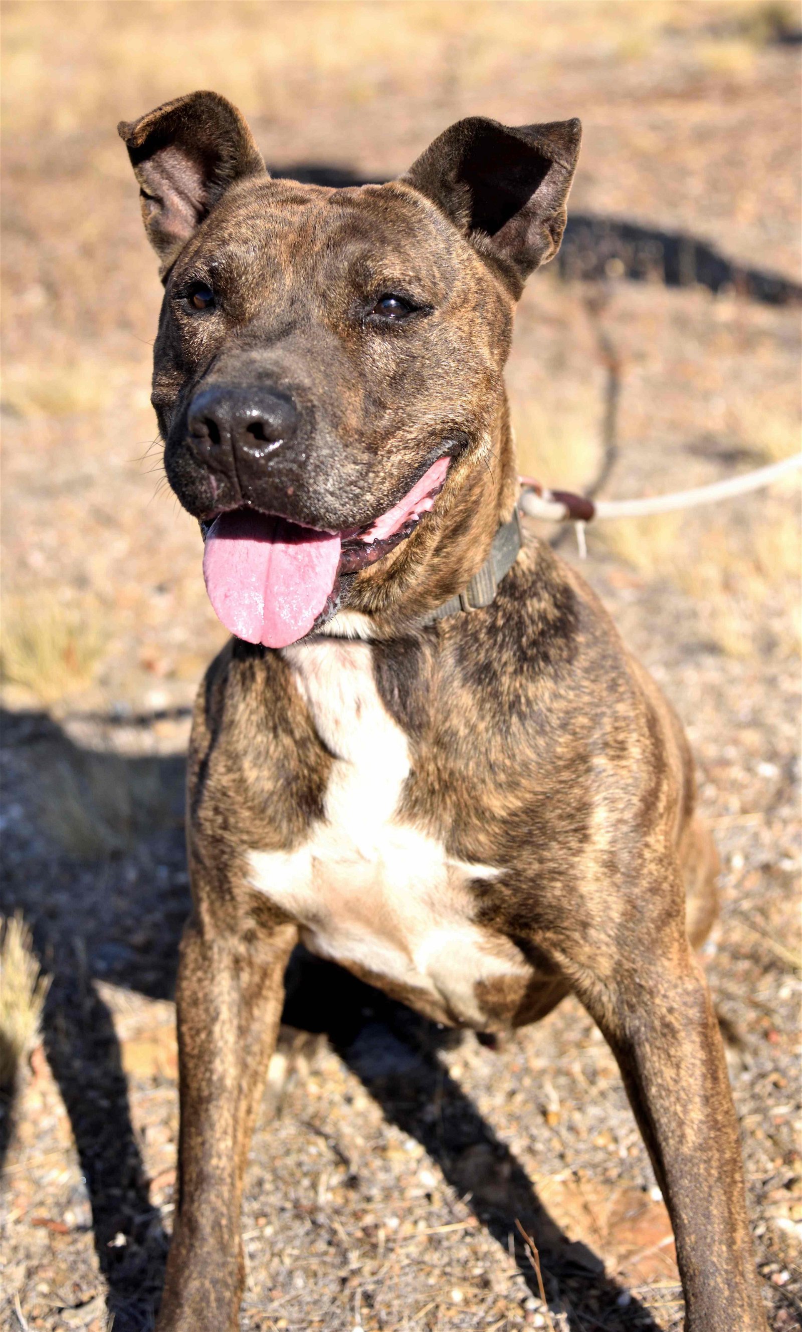 Chipotle, an adoptable American Staffordshire Terrier in Yreka, CA, 96097 | Photo Image 1