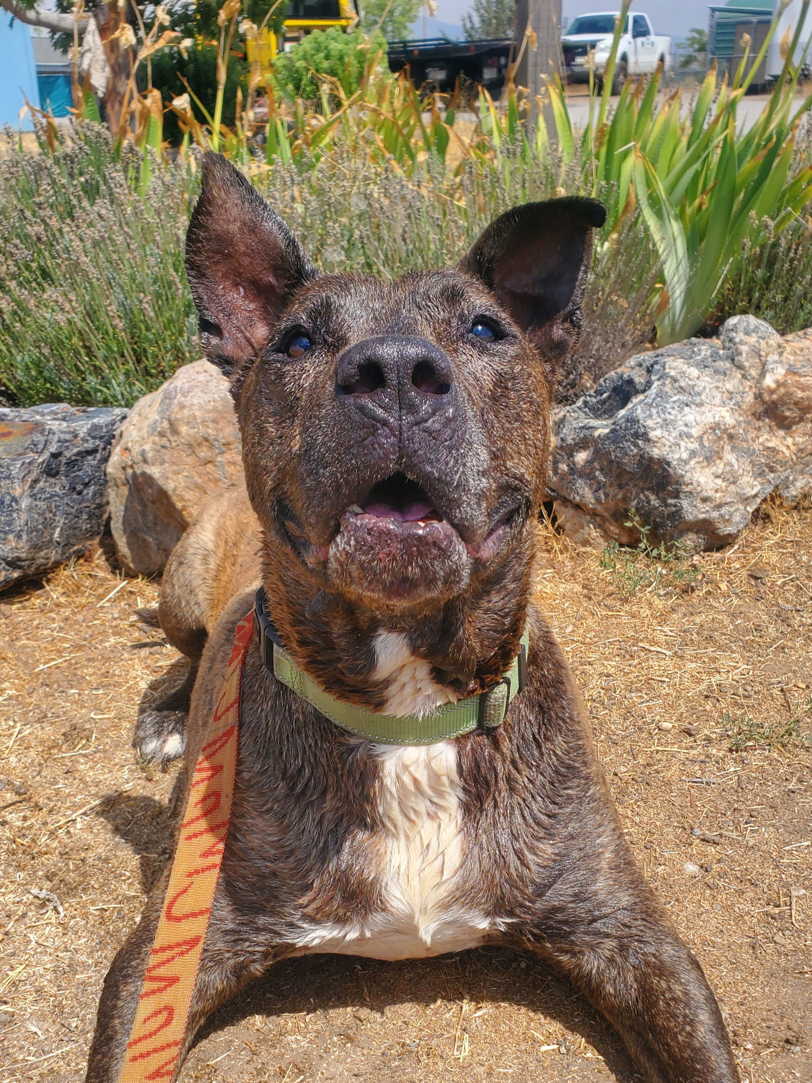 Chipotle, an adoptable American Staffordshire Terrier in Yreka, CA, 96097 | Photo Image 1