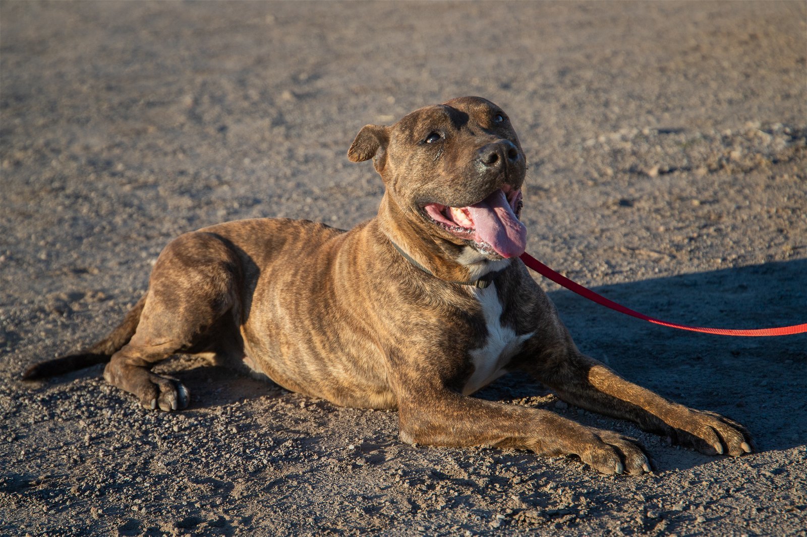 Chipotle, an adoptable American Staffordshire Terrier in Yreka, CA, 96097 | Photo Image 2