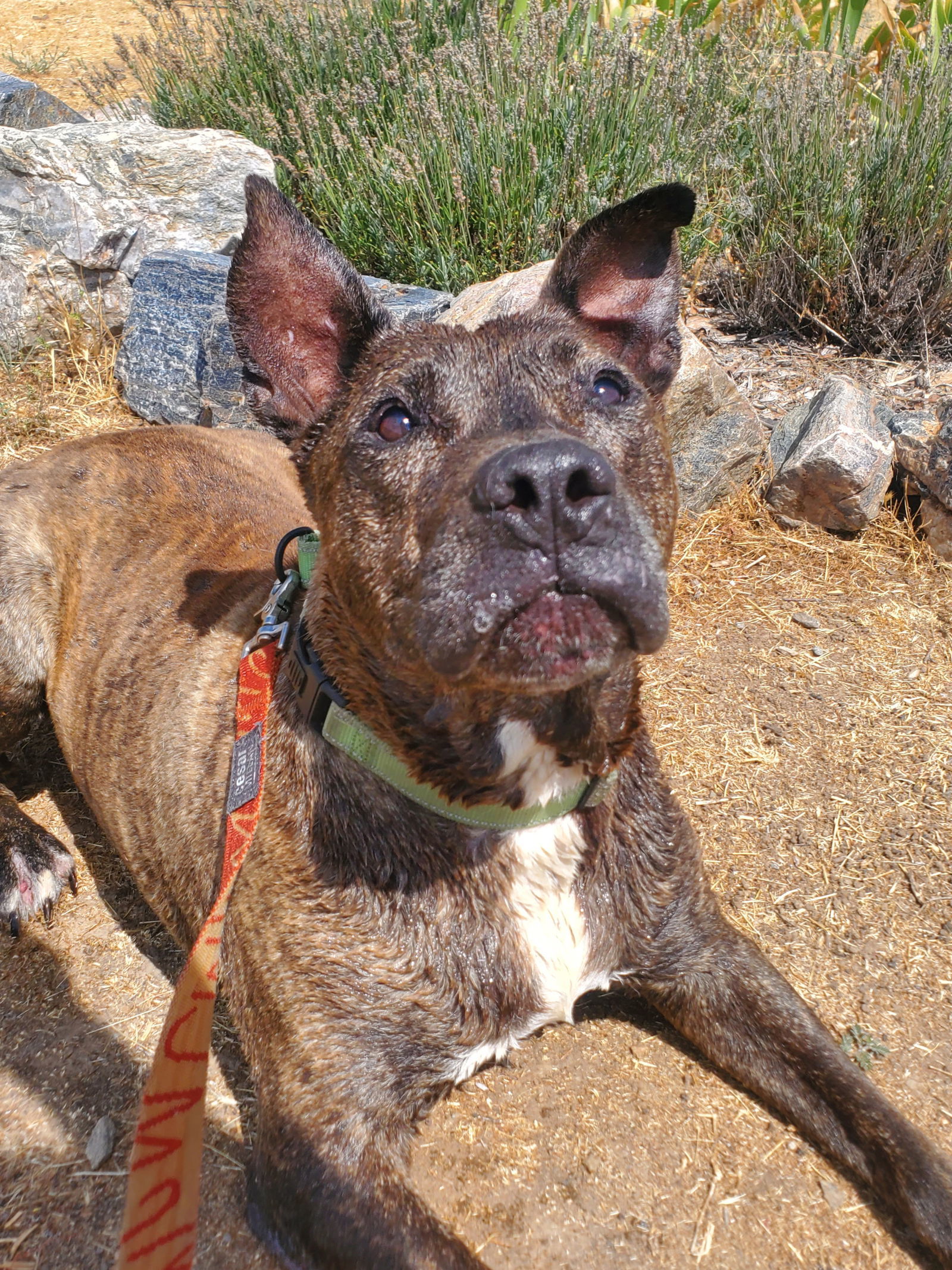 Chipotle, an adoptable American Staffordshire Terrier in Yreka, CA, 96097 | Photo Image 2