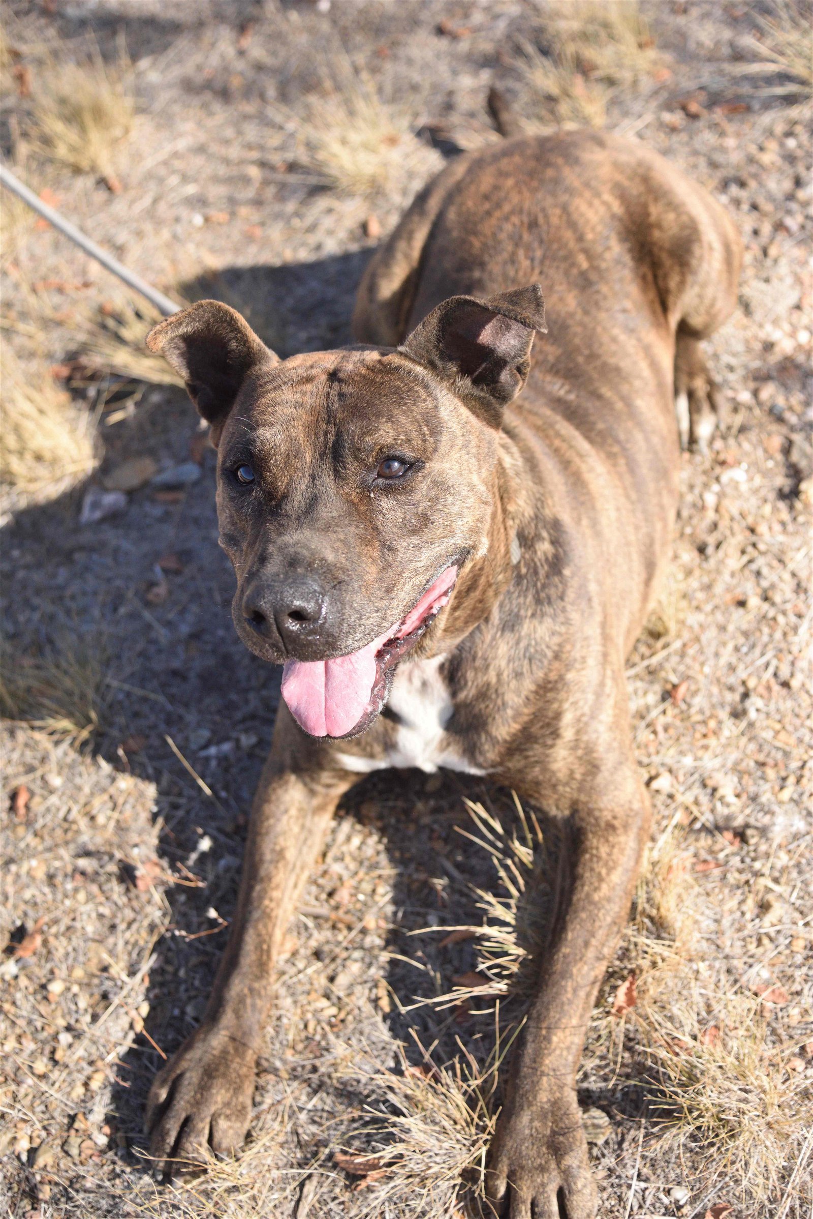 Chipotle, an adoptable American Staffordshire Terrier in Yreka, CA, 96097 | Photo Image 3