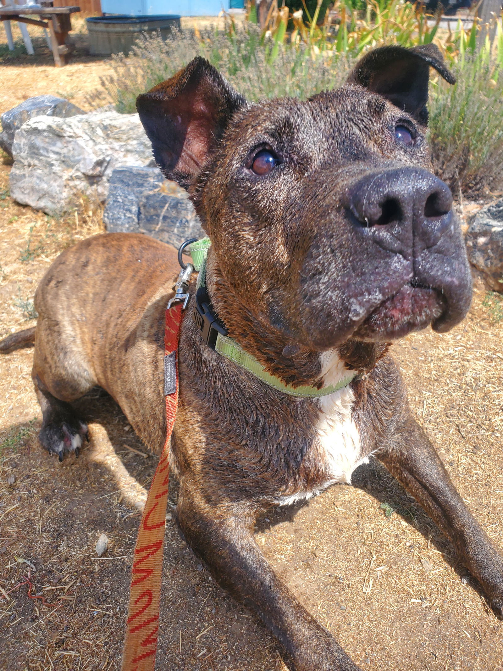 Chipotle, an adoptable American Staffordshire Terrier in Yreka, CA, 96097 | Photo Image 3