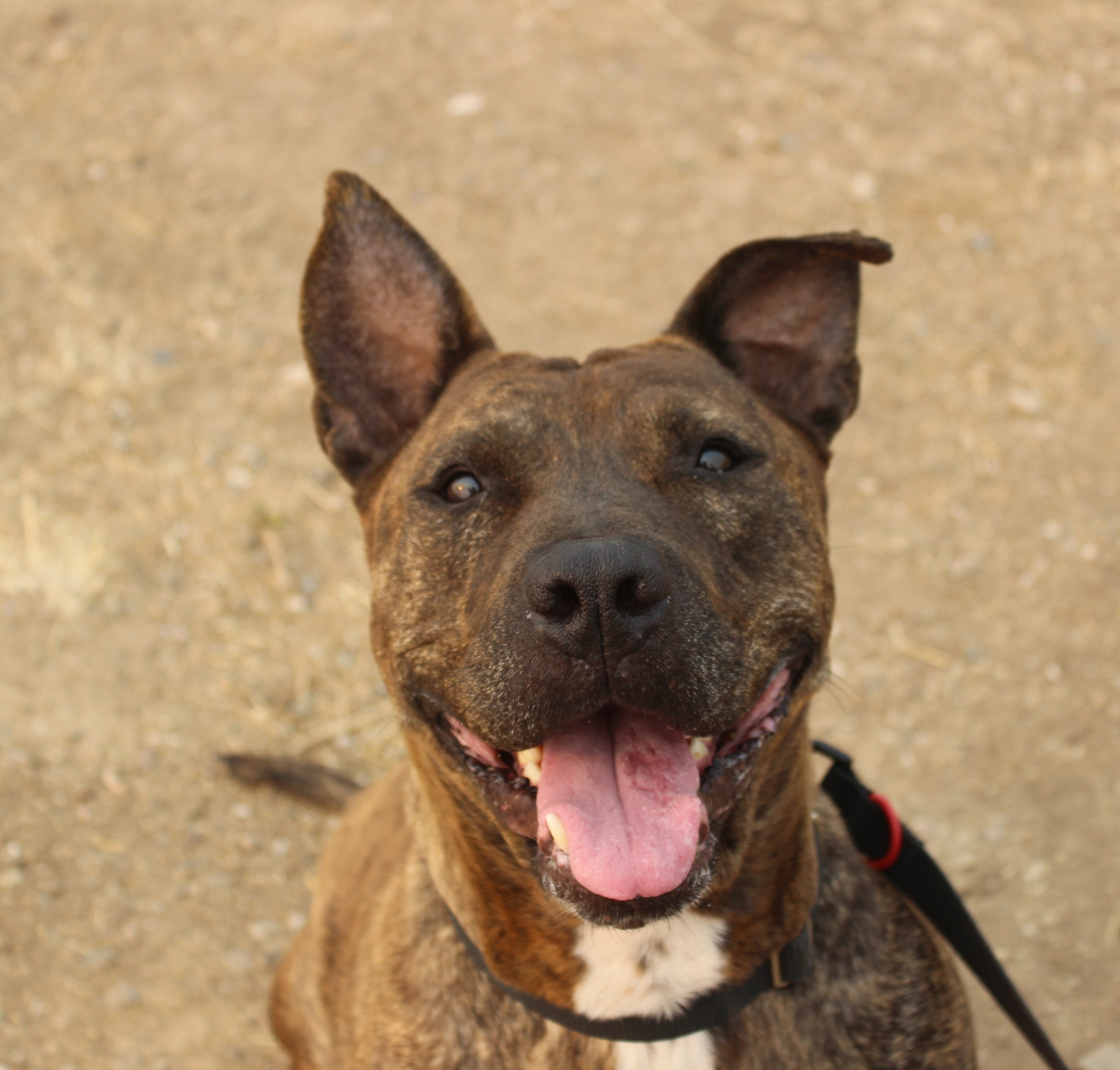 Chipotle, an adoptable American Staffordshire Terrier in Yreka, CA, 96097 | Photo Image 4