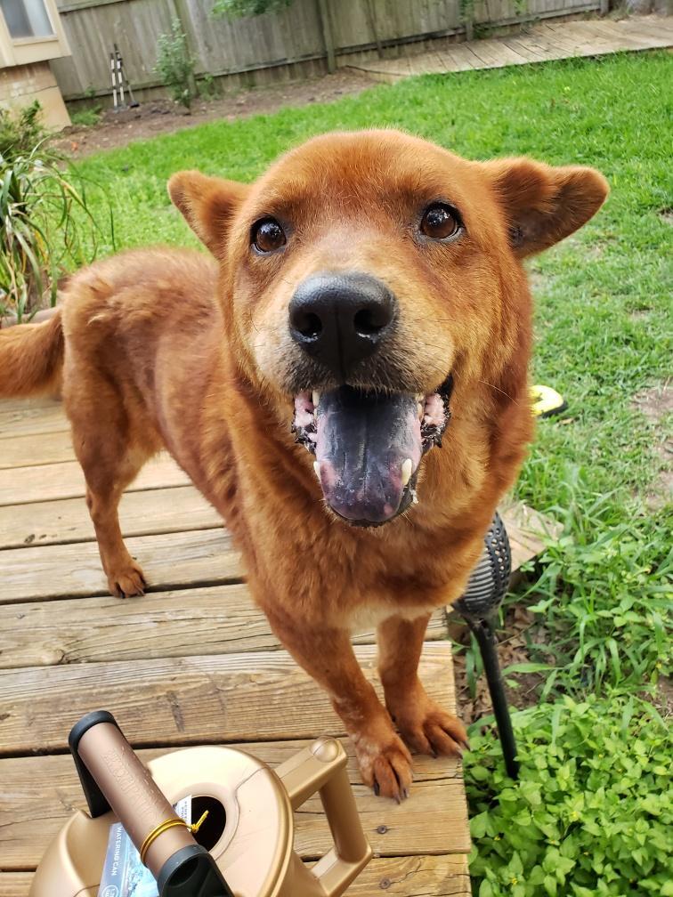 YOGIE, an adoptable Chow Chow in San Antonio, TX, 78216 | Photo Image 1