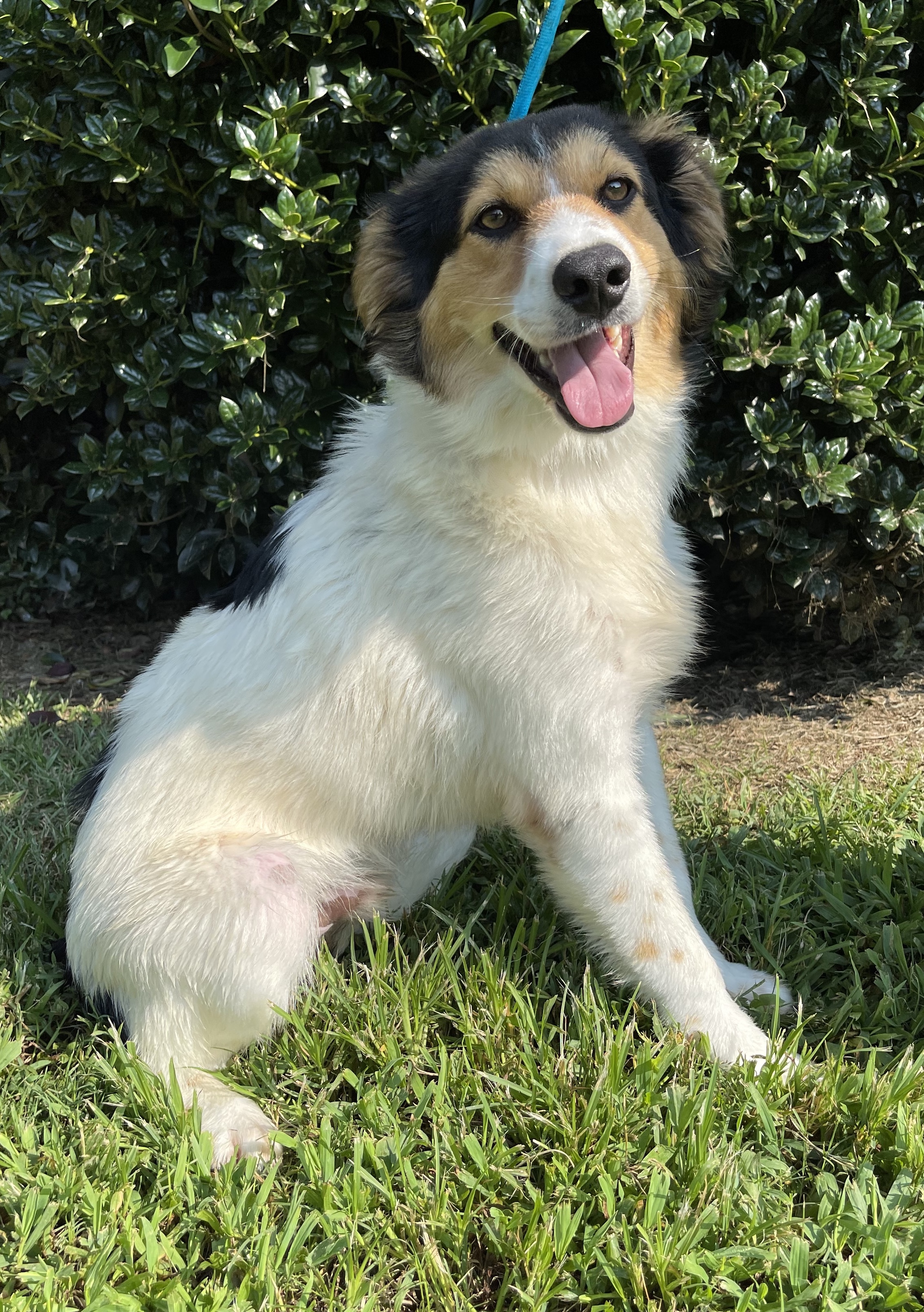 Scout PENDING ADOPTION, an adoptable Collie, Shetland Sheepdog / Sheltie in Kennebunk, ME, 04043 | Photo Image 4