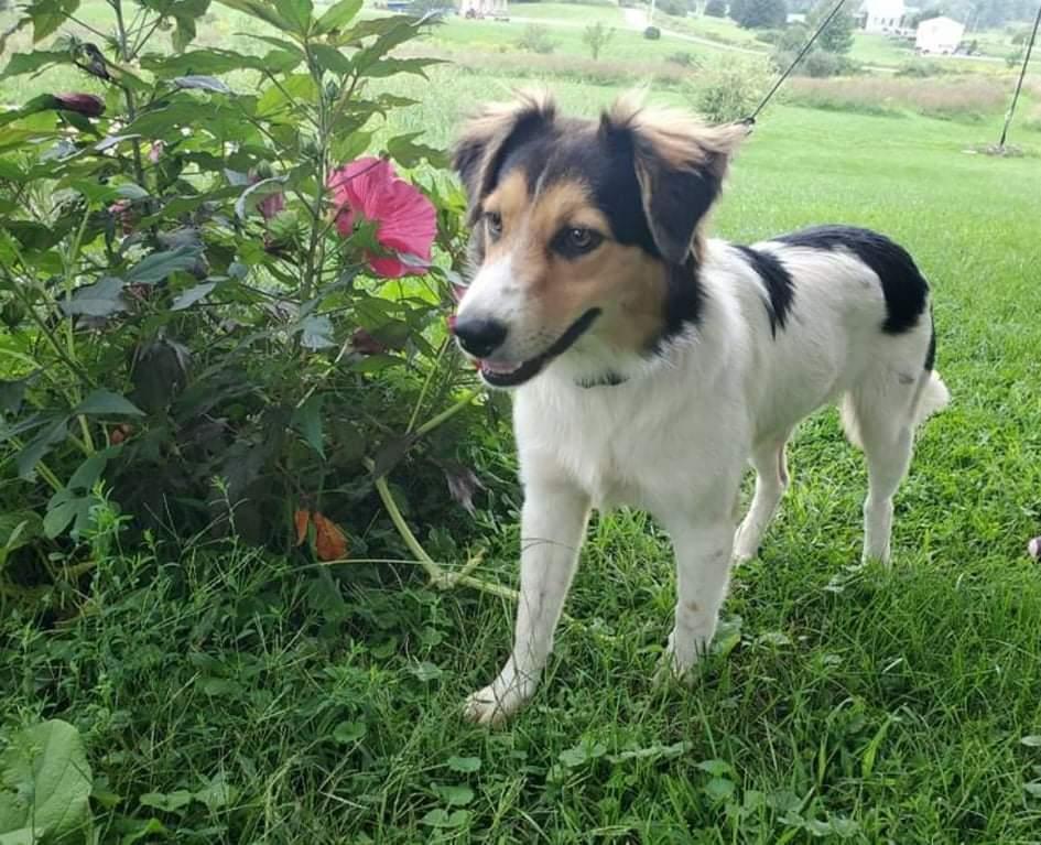 Scout PENDING ADOPTION, an adoptable Collie, Shetland Sheepdog / Sheltie in Kennebunk, ME, 04043 | Photo Image 5