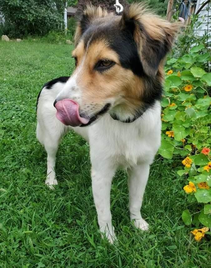 Scout PENDING ADOPTION, an adoptable Collie, Shetland Sheepdog / Sheltie in Kennebunk, ME, 04043 | Photo Image 6